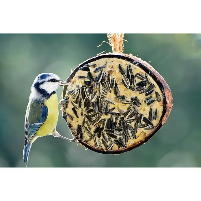 Dobar Wildvogelfutter Set - 10 Stk. - Blaumeise pickt an einer halben Kokosnuss, gefüllt mit Samen. Ein Paradies für Gartenvögel, das Futterhaus aus Kokosnussschale!