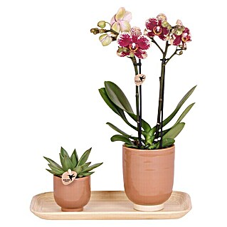 Piardino Geschenk-Set (Farbe Topf: Beige, Phalaenopsis & Sukkulente)