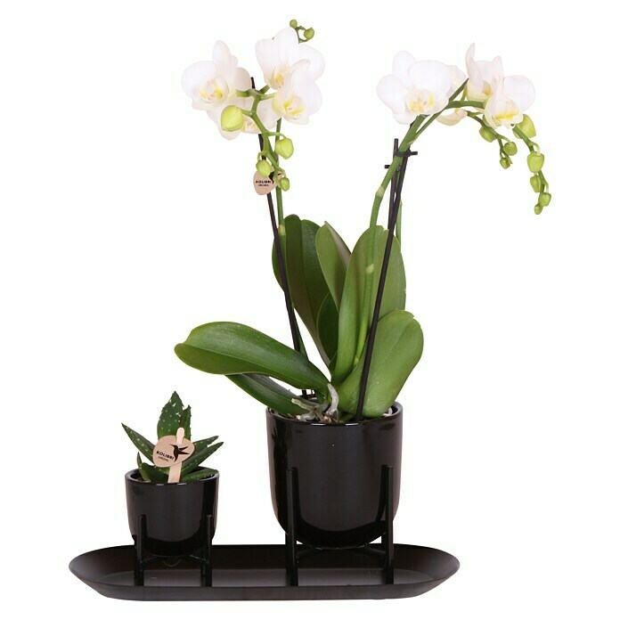 Piardino Zimmerpflanzen-Arrangement (Farbe Topf: Schwarz, Phalaenopsis & Sukkulente) | BAUHAUS