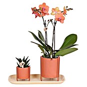 Piardino Zimmerpflanzen-Arrangement (Farbe Topf: Orange, Phalaenopsis & Sukkulente) | BAUHAUS