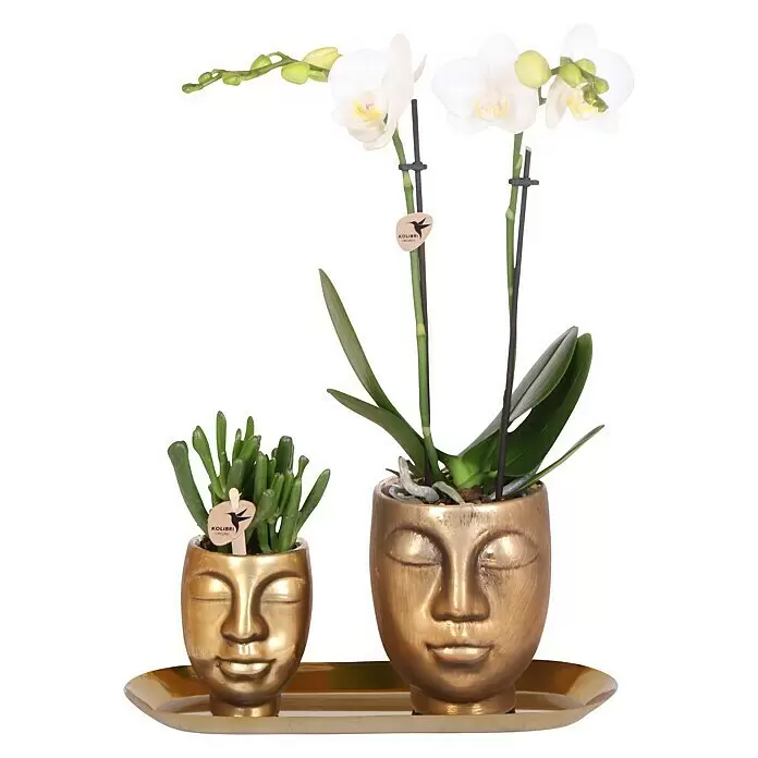 Piardino Zimmerpflanzen-ArrangementFarbe Topf: Gold, Phalaenopsis & Sukkulente