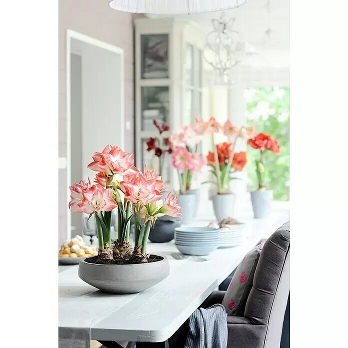 Piardino Amaryllis - Hippeastrum x Hybrid Belladonna, Topfgröße: 12 cm, Weiß - Stimmungsaufnahme