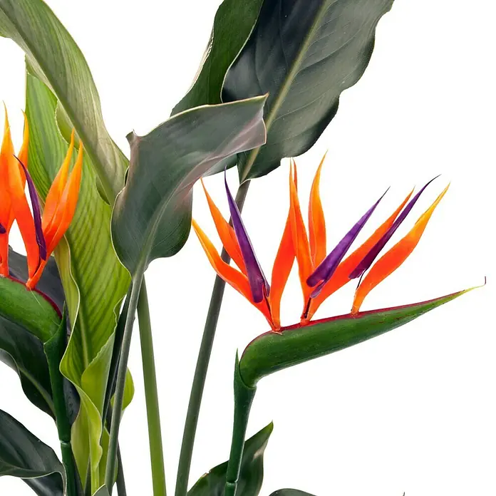 Piardino Königs-Strelitzie - Strelitzia reginae, Topfgröße: 17 cm - Nahaufnahme einer Paradiesvogelblume, die ihre leuchtenden orangefarbenen und violetten Blütenblätter vor dem glänzenden grünen Laub entfaltet.