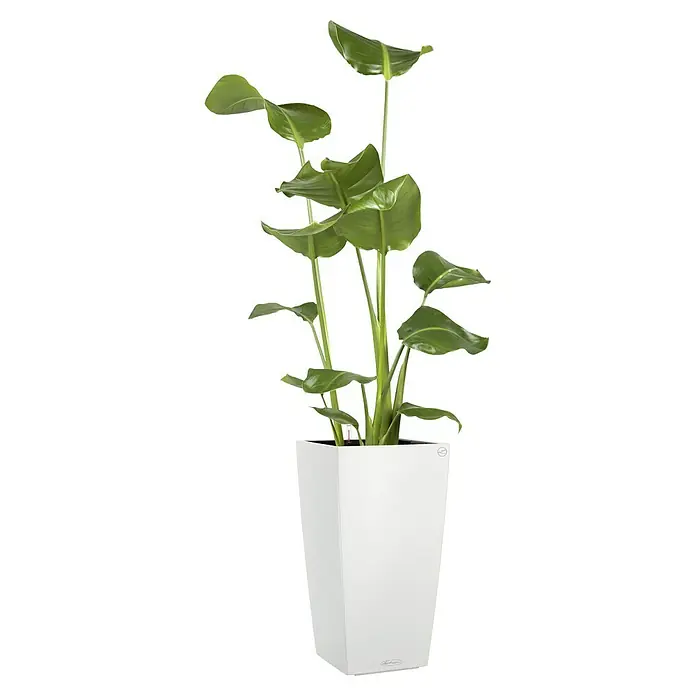 Lechuza Color Pflanzsäule eckig Cubico - Außenmaß (L x B x H): 22 x 22 x 41 cm, Kunststoff, Weiß - Zimmerpflanze in einem weißen Lechuza Topf. Elegantes Design für Innenräume, das modernes Aussehen mit praktischer Funktionalität verbindet.