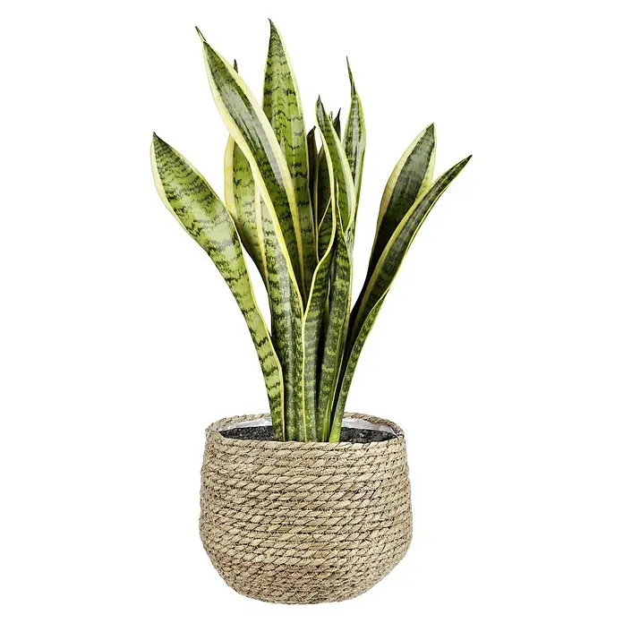 Mica Decorations Pflanzkorb Jorck - Außenmaß (Ø x H): 22 x 19 cm, Hellbraun - Zimmerpflanze Sansevieria in einem geflochtenen Topf, perfekt für die Dekoration Ihres Wohnraums mit natürlicher Eleganz.