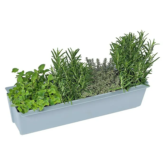 Geli Pflanzkasten-Einsatz Easy - Außenmaß (L x B x H): 37 x 10 x 10 cm, Kunststoff, Betongrau - Kräutergarten in einem länglichen, hellblauen Pflanzgefäß mit verschiedenen Kräutersorten wie Minze, Rosmarin und Thymian.