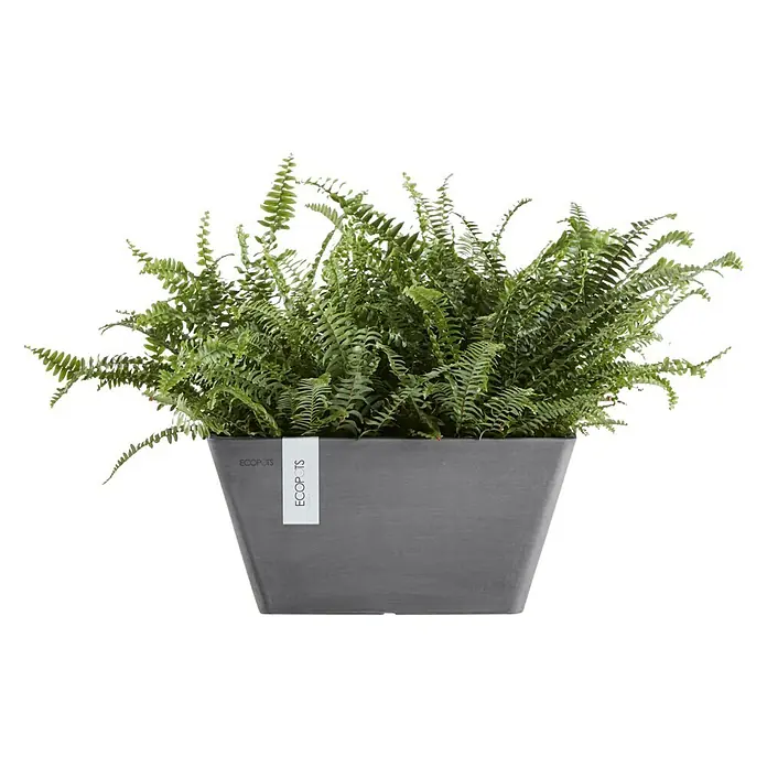Ecopots Berlin Pflanzschale eckig - Außenmaß (L x B x H): 41 x 41 x 18 cm, Kunststoff, Grau - Ein lebendiger Farn in einem eleganten, grauen Ecopots-Pflanzgefäß, das eine moderne und natürliche Note in jeden Raum bringt.