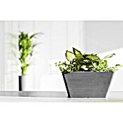 Ecopots Berlin Pflanzschale eckig (Außenmaß (L x B x H): 31 x 31 x 15,5 cm, Kunststoff, Grau) | BAUHAUS