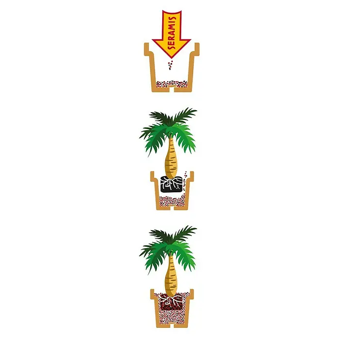 Seramis Pflanzensubstrat für Palmen - 7 l - Pflanzanleitung mit Seramis-Granulat: Zuerst das Granulat einfüllen, dann die Pflanze setzen und mit Granulat auffüllen.