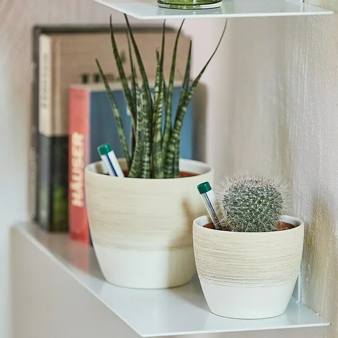 Seramis Kakteenerde - 7 l - Zwei Pflanzen in hellen Töpfen stehen auf einem weißen Regal, darunter eine Sansevieria und ein Kaktus mit Stiften.