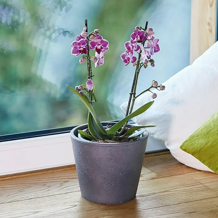Seramis Orchideen-Granulat - Nettovolumen: 7 l - Mini-Phalaenopsis-Orchidee im grauen Topf mit zwei Stielen voller violetter Blüten und Knospen auf einer Fensterbank.