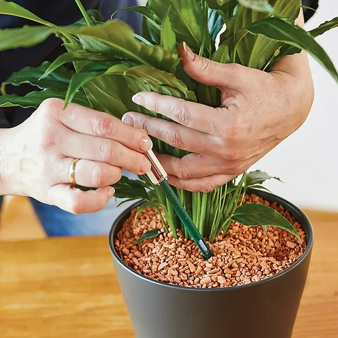 Seramis Gießanzeiger Indoor - Topfhöhe über 16 cm, 2 Stk. - Nahaufnahme einer Person, die eine Pflanze mit einem Bewässerungsstab in einem Topf mit Tonkugeln gießt.