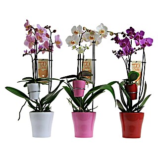 Piardino Schmetterlingsorchidee Mutter mit Kind (Phalaenopsis x Hybride, Topfgröße: 12 cm, Rosa, Anzahl Triebe: 2 Stk., Aufrecht)