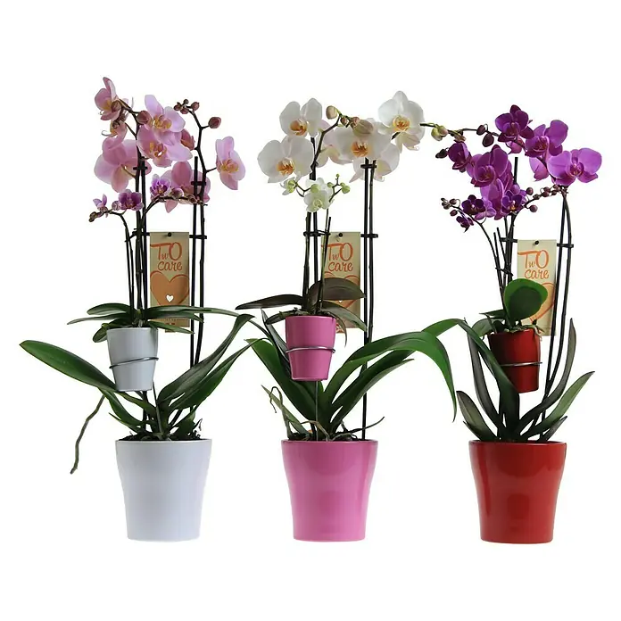 Piardino Orquídea mariposa - Phalaenopsis x Hybride, Tamaño de maceta: 12 cm, Rosa, Número de brotes: 2 ud., En posición vertical - Tres orquídeas de colores en macetas de color blanco, rosa y rojo, con las etiquetas "Tu Care".