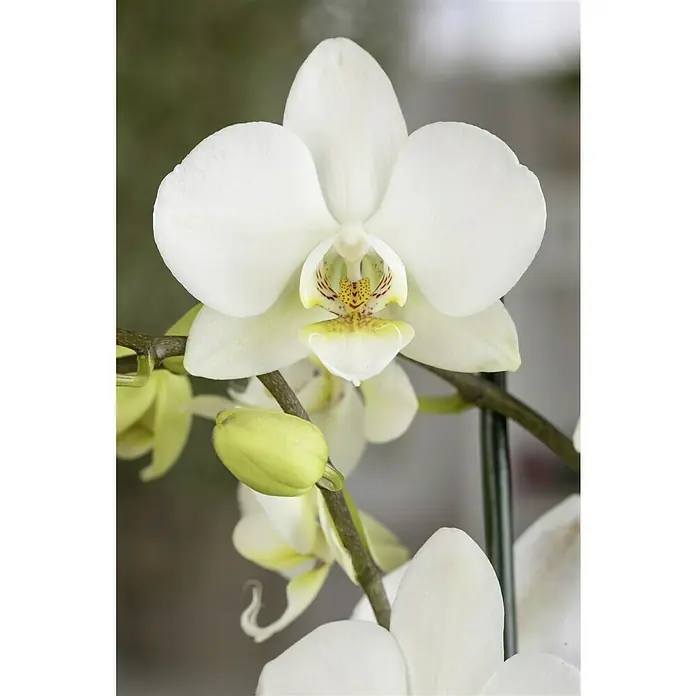 Piardino Orquídea mariposa - Phalaenopsis Hybride Multiflora, Tamaño de maceta: 12 cm, Blanco, Número de brotes: 2 ud., En posición vertical - Primer plano de una elegante orquídea blanca con acentos amarillos y rojos en el interior de la flor, resaltando su belleza delicada.