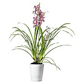 SK Tegla za orhideju Merina (Ø x V: 14 x 15 cm, Bijelo, Sjajno)