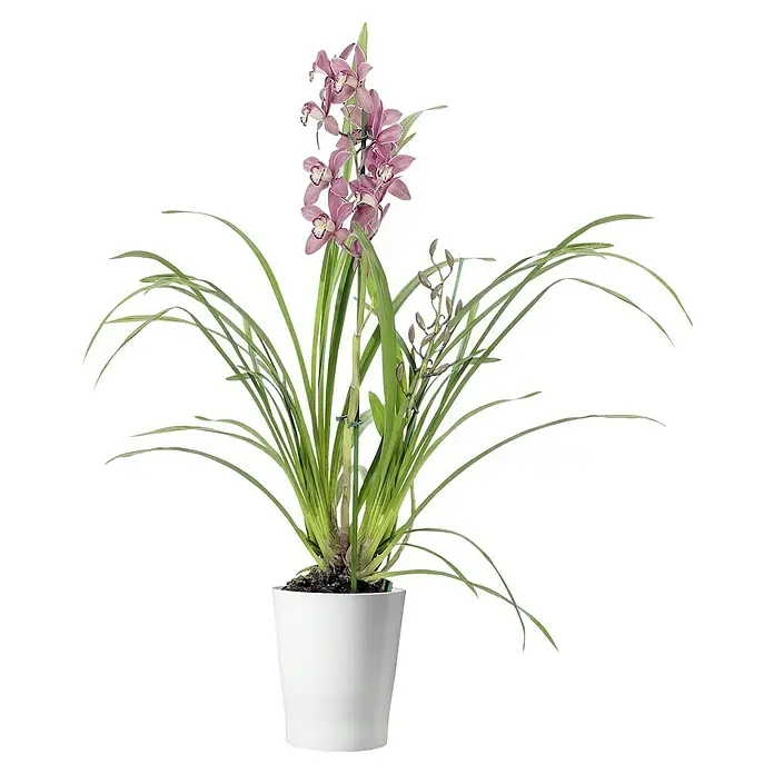 Soendgen Keramik Orchideentopf Merina - Außenmaß (Ø x H): 13 x 15 cm, Keramik, Weiß, Glänzend - Eine elegante Cymbidium Orchidee in einem schlichten, weißen Topf. Die zarten, rosa Blüten bilden einen schönen Kontrast zum frischen Grün der Blätter.