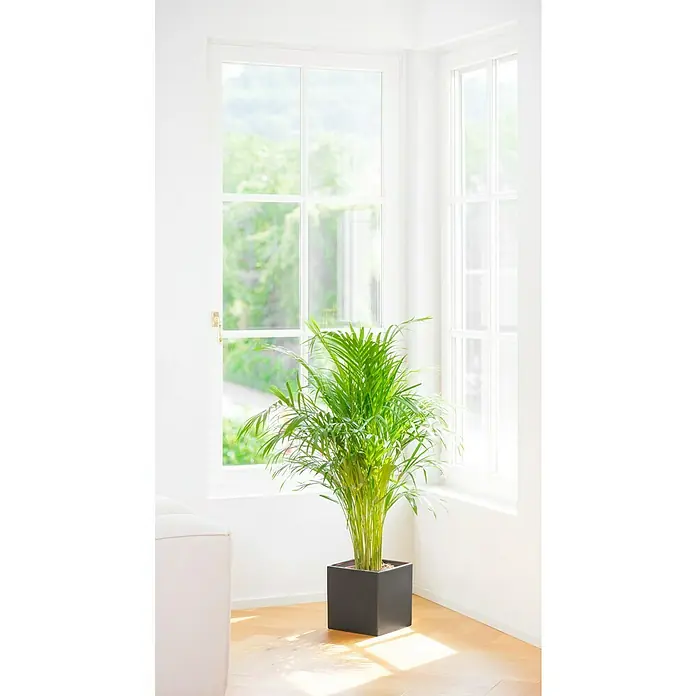 Piardino Goldfruchtpalme - Dypsis lutescens, Topfgröße: 24 cm - Zimmerpflanze Areca Palme in einem schwarzen quadratischen Topf neben einem Fenster.