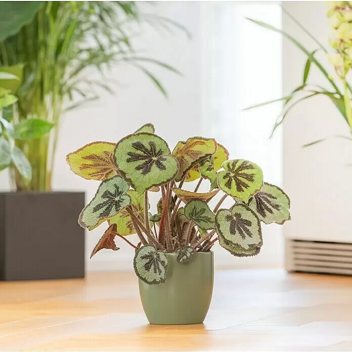 Piardino Blattbegonie - Begonia masoniana, Topfgröße: 12 cm - Stimmungsaufnahme