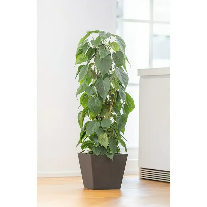 Piardino Efeutute - Epipremnum aureum, Topfgröße: 24 cm - Zimmerpflanze in einem grauen Topf auf einem Holzboden, mit großen, grünen Blättern und einem Rankgitter für zusätzlichen Halt.