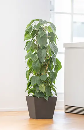 knstliche blumen kik Faux Kiku Blume - Wei (10 Stiele / 50 Kpfe)
