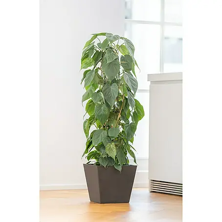 pilea white splash variegata Pilea 'White Splash' main image 1