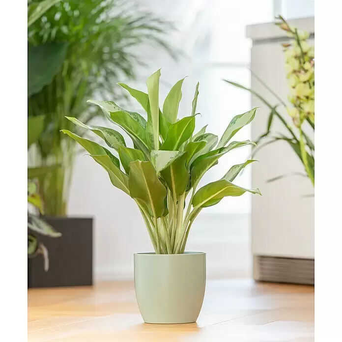 Piardino Kolbenfaden - Aglaonema commutatum in Sorten, Topfgröße: 17 cm - Eine leuchtend grüne Zimmerpflanze mit panaschierten Blättern in einem hellgrünen Keramiktopf, auf einem Holzfußboden stehend.