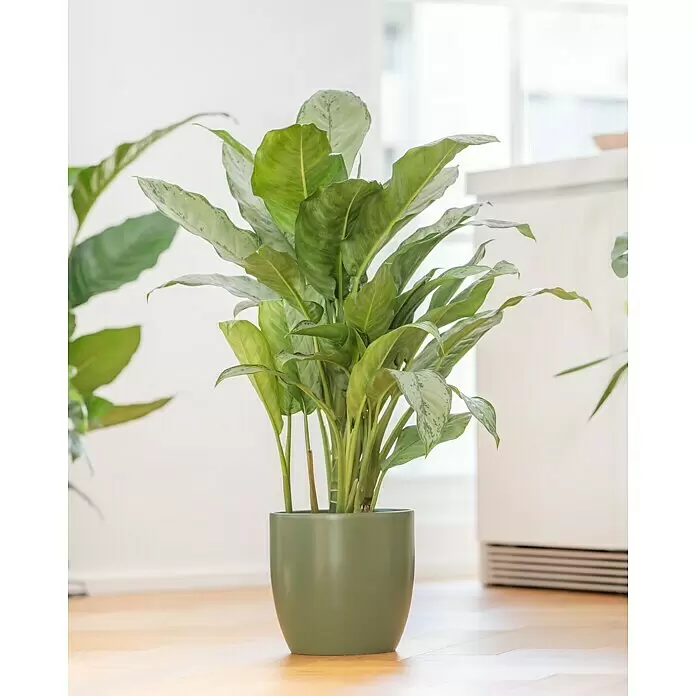 Piardino Kolbenfaden - Aglaonema commutatum in Sorten, Topfgröße: 17 cm - Große Aglaonema-Pflanze mit panaschierten grünen Blättern in einem runden grünen Topf, auf hellem Holzboden in Innenräumen.
