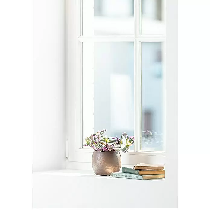 Piardino Dreimasterblume - Tradescantia zebrina 'Nanouk', Topfgröße: 12 cm - Buntblättrige Pflanze mit grünen, rosa und weißen Blättern in einem Bronzetopf auf einer sonnigen Fensterbank neben Büchern.