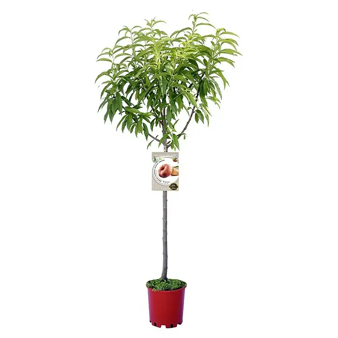 Piardino Bio Pfirsich - Prunus persica var. persica 'Saturn', Erntezeit: Juli - Ein veredelter Pfirsichbaum im Topf, ideal für Balkone und Terrassen, mit einem Etikett, das die Frucht zeigt.