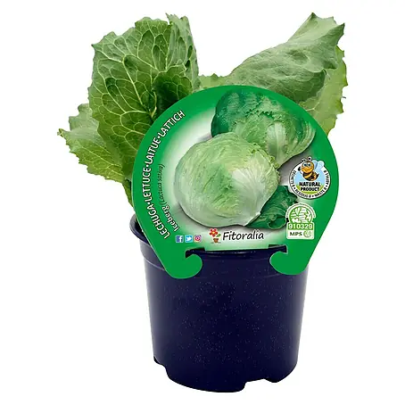 Piardino  Lechuga verde