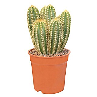 Cactus (Cactaceae, Tamaño de maceta: 9 cm)