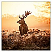 ProArt Glasbild Deer at Sunrise (B x H: 50 x 50 cm, Glas)