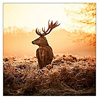 ProArt Glasbild (Deer at Sunrise, B x H: 50 x 50 cm)