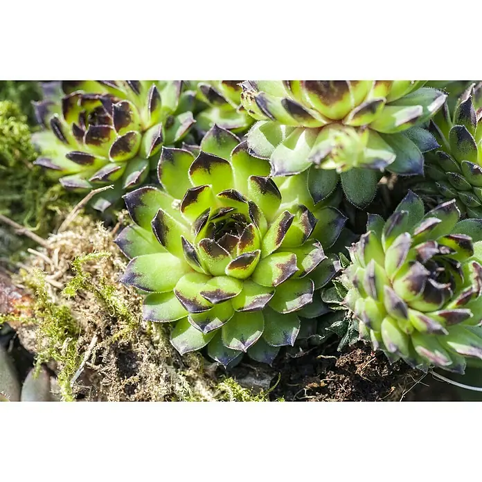 Piardino Hauswurz - Sempervivum, Topfgröße: 14 cm, Grün - Nahaufnahme einer Gruppe von grünen Hauswurz-Sukkulenten mit dunklen Spitzen, die in einem Beet aus Moos und Erde wachsen.