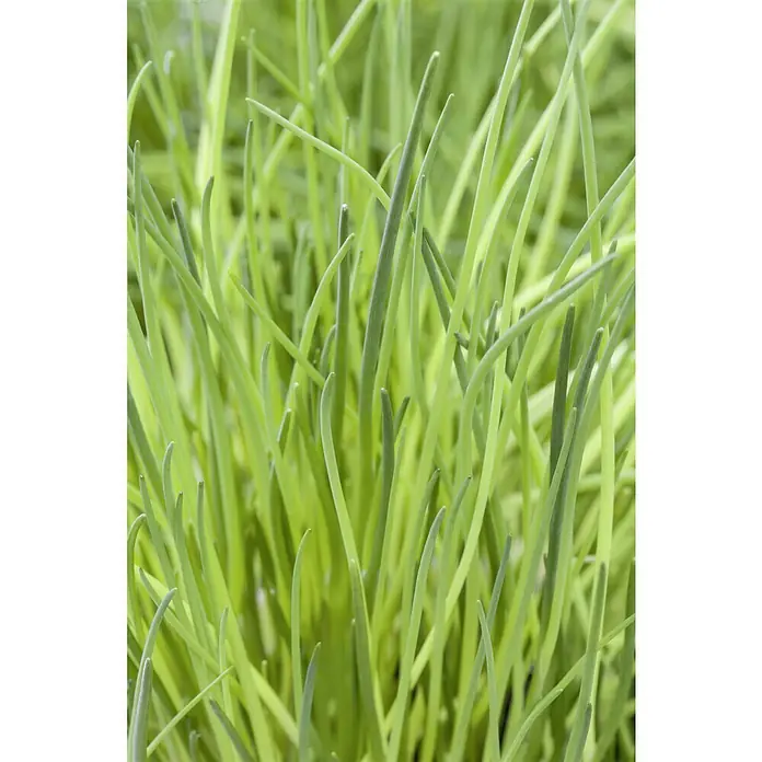 Piardino Bio Schnittlauch - Allium schoenoprasum, Topfgröße: 12 cm, Erntezeit: April - Nahaufnahme von frischem Schnittlauch. Perfekt für die Verfeinerung von Speisen mit seinem würzigen Aroma und der grünen Farbe.