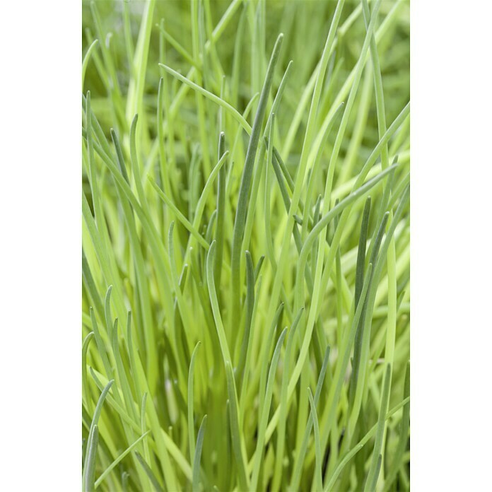 Piardino Schnittlauch Bio (Allium schoenoprasum, Topfgröße: 12 cm)