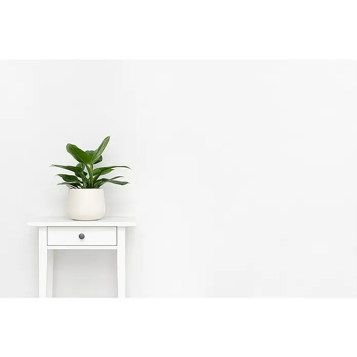 SCHÖNER WOHNEN-Farbe Naturell Lehm-Streichputz Streich-Lehmputz - Weiß, 8 kg - Ein grüner Philodendron steht in einem cremefarbenen Topf auf einem weißen Nachttisch mit Schublade vor einer weißen Wand.