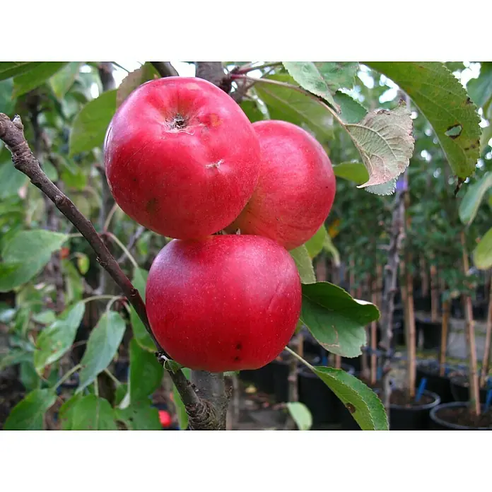 Apfelbaum FinnMalus domestica Finn, Erntezeit: August - Drei leuchtend rote Äpfel hängen an einem Ast, umgeben von grünen Blättern, ein köstlicher Anblick der Natur.