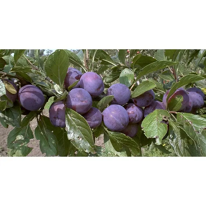 Pflaumenbaum Imperial - Prunus domestica, Erntezeit: August - Nahaufnahme von reifen Pflaumen, die an einem Ast mit grünen Blättern hängen und eine köstliche Ernte versprechen.