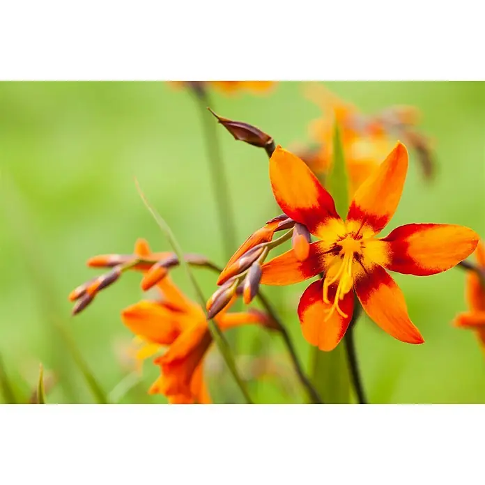 Piardino Montbretie - Crocosmia Hybride, Topfgröße: 19 cm, Orange, Gelb - Nahaufnahme einer Crocosmia-Blume mit leuchtend orangefarbenen Blütenblättern und roten Akzenten vor einem verschwommenen grünen Hintergrund.
