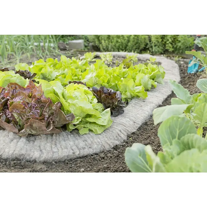 Windhager Schnecken-Stopp Schafwoll-Schneckenbremse - L x B: 500 x 10 cm - Nahaufnahme des Salatbeets mit verschiedenen Salatsorten, umrandet von einer grauen Beetumrandung.