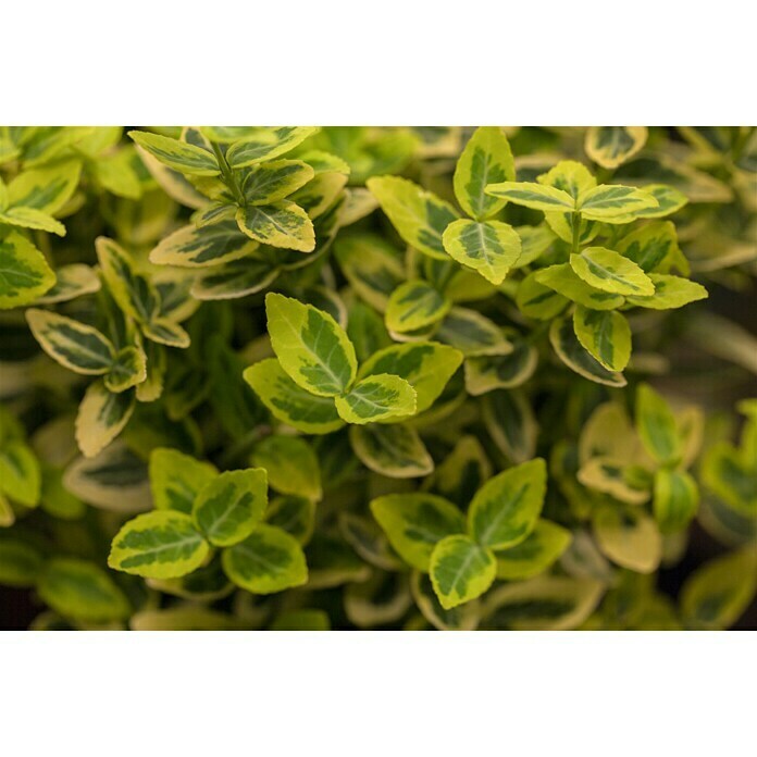 Piardino Spindelstrauch Emerald GoldEuonymus fortunei 'Emerald Gold', Gelb/Grün Detail Shot