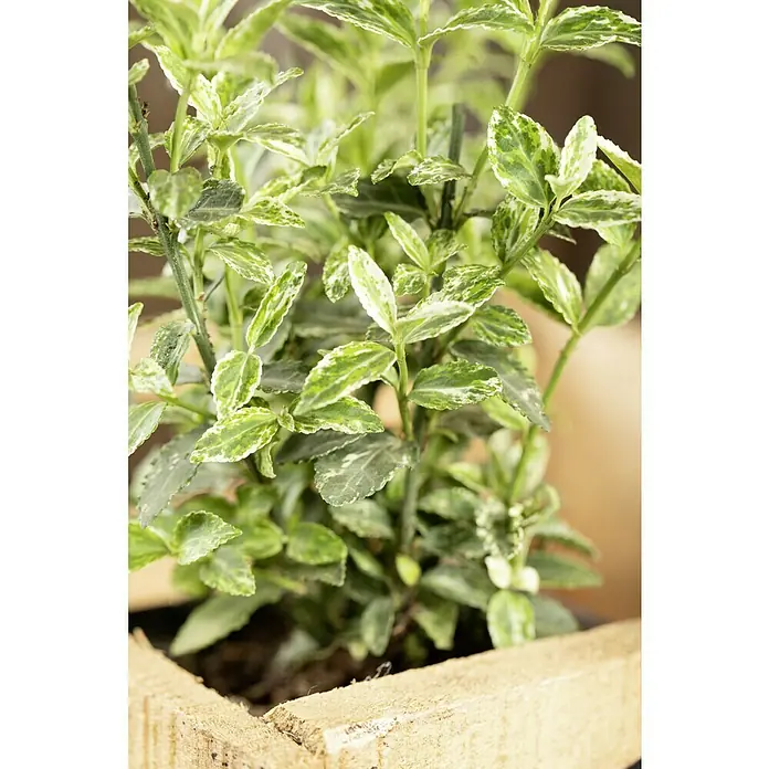 Piardino Weißbunte Kriechspindel - Euonymus fortunei, Grün - Nahaufnahme einer Euonymus fortunei 'Emerald Gaiety' Pflanze mit grün-weißen Blättern in einem Holzkasten.
