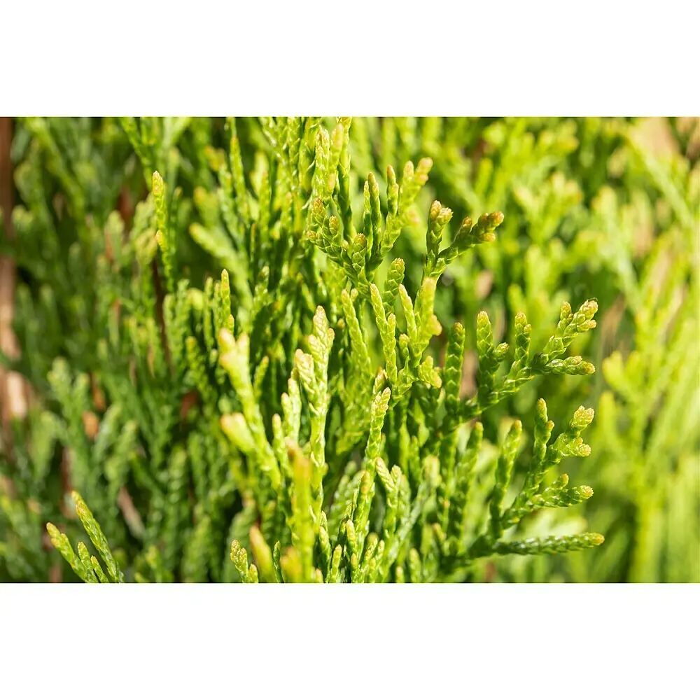 Piardino Lebensbaum Smaragd - Topfgre: 23 cm, Thuja occidentalis 'Smaragd'  online kaufen bei BAUHAUS