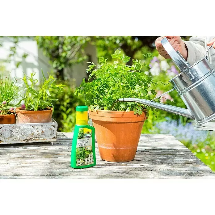 Neudorff BioTrissol Kräuterdünger - 250 ml - Grüne Neudorff BioTrissol Kräuter Dünger Flasche neben Petersilienpflanze, die im Garten gegossen wird.