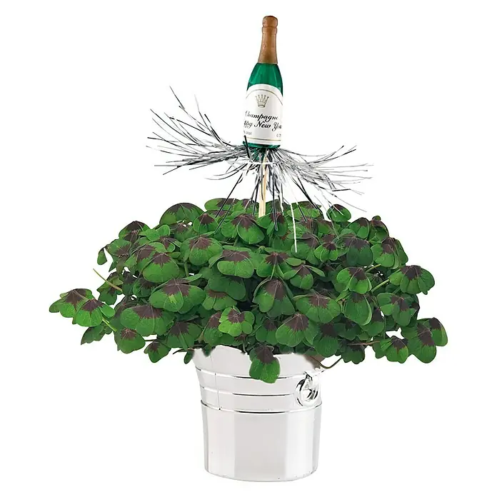 Piardino Zimmerpflanzen-Arrangement Sekt - 1 x Pflanzgefäß, 1 x Glücksklee, Deko - Glücksklee im silbernen Eimer mit Sektflasche, eine charmante Dekoration für Silvester oder als Glücksbringer. Perfekt als Geschenkidee.