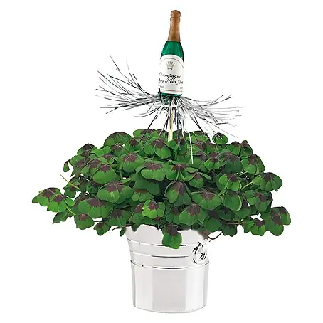 Piardino  Zimmerpflanzen-Arrangement Sekt