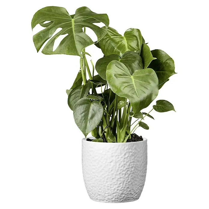 Soendgen Keramik Übertopf rund Boston - Außenmaß (Ø x H): 27 x 26 cm, Weiß, Keramik - Die Monstera-Pflanze in einem weißen Topf ist eine attraktive Zimmerpflanze. Die grünen, herzförmigen Blätter machen sie zu einem dekorativen Blickfang.