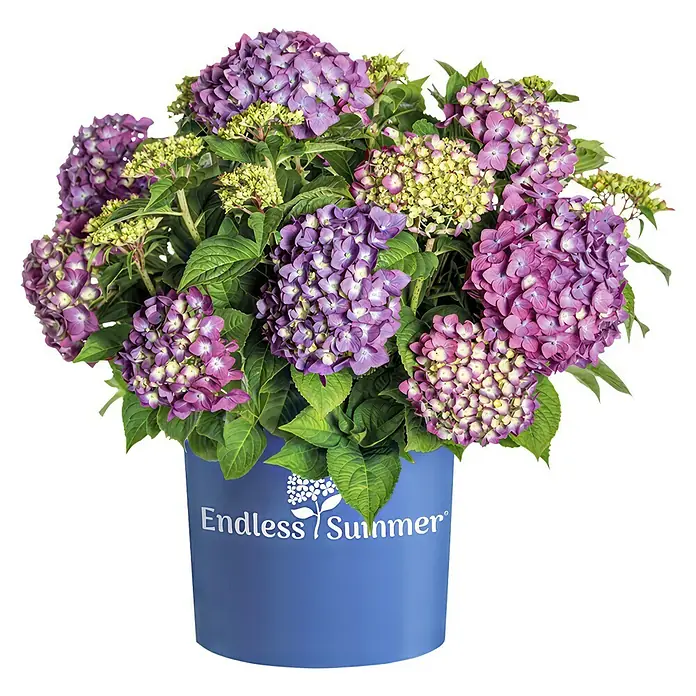 Piardino Hortensie - Hydrangea 'Endless Summer'®, Blau/Rosa/Weiß - Eine Endless Summer Hortensie in einem blauen Topf. Die Blüten sind in verschiedenen lila Farbtönen und die Blätter sind grün.
